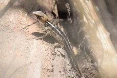 Sceloporus utiformis