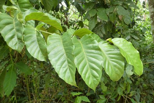 Milicia regia