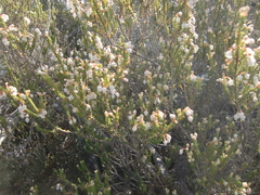 Erica spectabilis