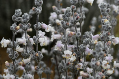 Dasymalla terminalis