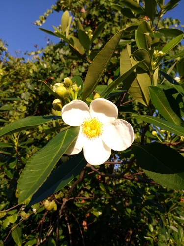 Theaceae image