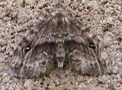 Melanomma auricinctaria