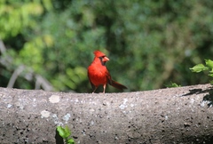 Cardinalis cardinalis