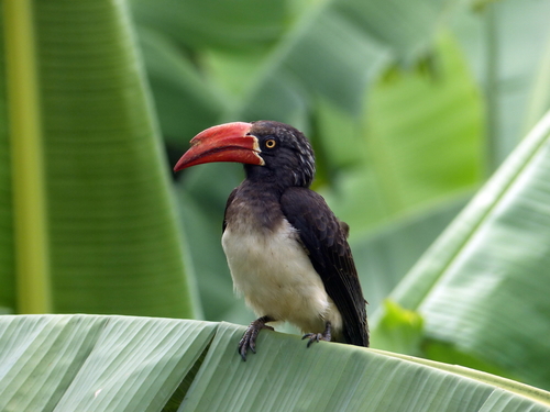 Lophoceros alboterminatus