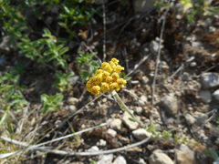 Achillea tomentosa