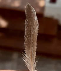 Delichon urbicum