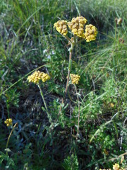 Achillea tomentosa