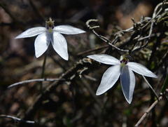 Caladenia saccharata