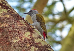 Chloropicus griseocephalus