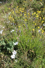 Lavandula angustifolia