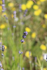 Lavandula angustifolia