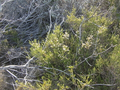 Erica spectabilis