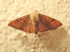 Banisia