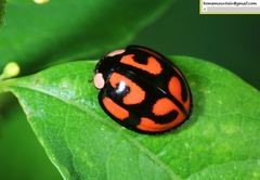 Aiolocaria hexaspilota