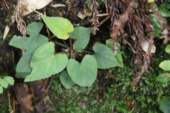 Viola shinchikuensis