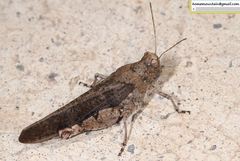 Bryodemella tuberculata