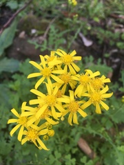 Cineraria lyratiformis