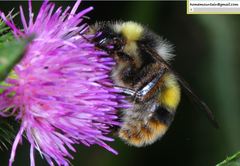 Bombus ganjsuensis