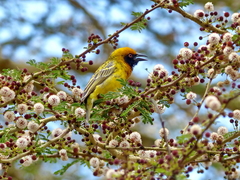 Ploceus cucullatus