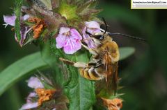 Eucera pekingensis