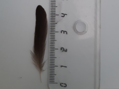 Delichon urbicum