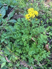 Cineraria lyratiformis