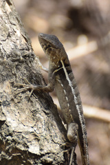 Sceloporus utiformis