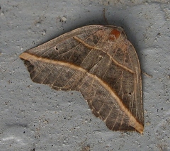 Metanema determinata