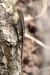 Sceloporus utiformis