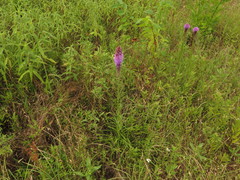 Liatris pycnostachya pycnostachya