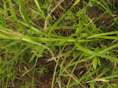 Liatris pycnostachya pycnostachya