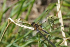 Libellula quadrimaculata