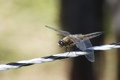 Libellula quadrimaculata