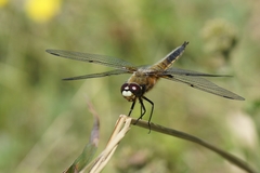 Libellula quadrimaculata