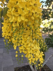 Cassia fistula