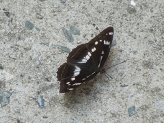 Limenitis helmanni