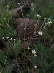 Alepidea