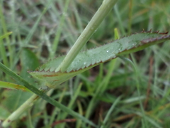 Alepidea