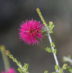 Melaleuca empetrifolia