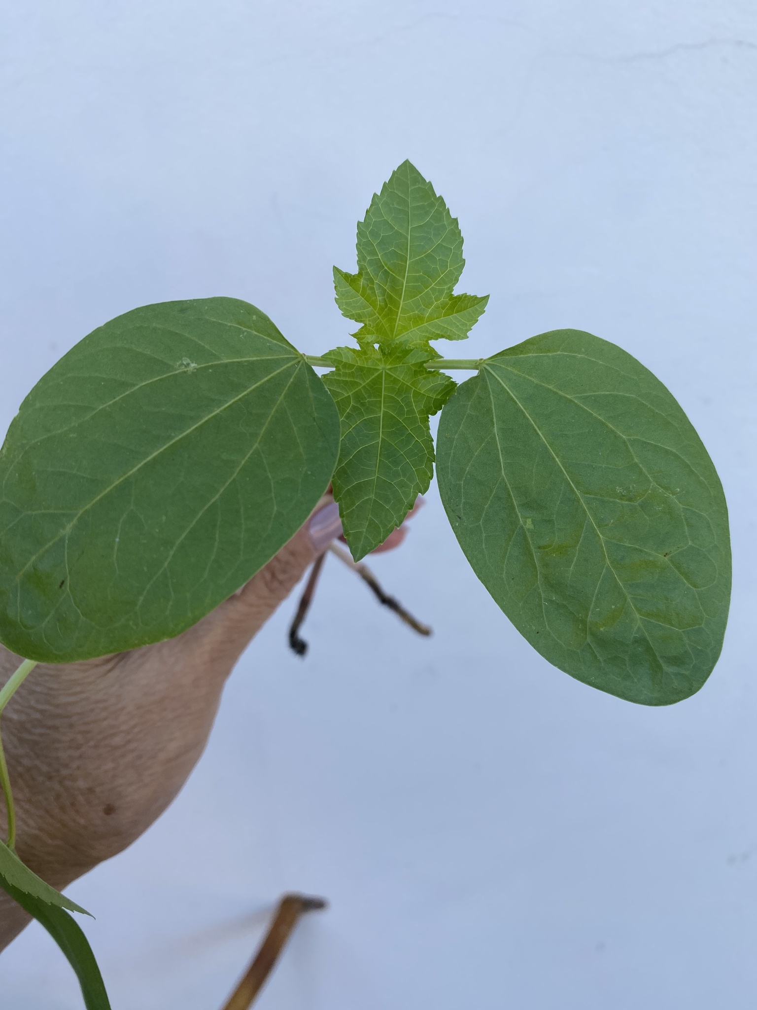 Ricinus communis