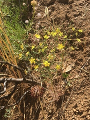 Hesperolinon breweri