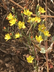 Hesperolinon breweri