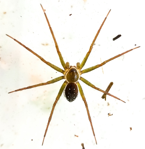 Dolomedes reuniascar