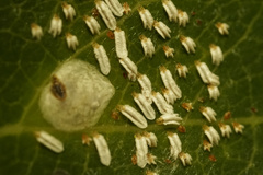 Aulacaspis yabunikkei