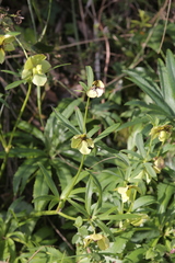 Helleborus bocconei