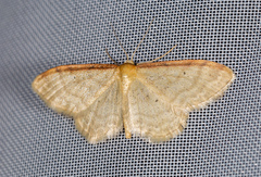Idaea humiliata