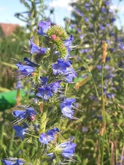 Echium vulgare