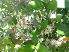 Myrcianthes fragrans