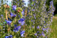 Echium vulgare