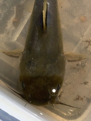 Ameiurus platycephalus